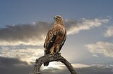 Falcon LLM Integration and Usage Proposal