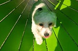 white dog running through green tunnel at dog park