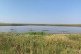 Four swim-in traps in a lake that have about 10–15 ducks caught in them