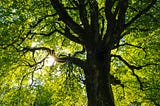 Taken from underneath a tree looking upwards into the canopy, with an abundance of bridge green leaves, backlit by the sunshine peaking through the branches