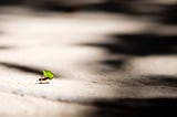 Photo of an ant carrying a green leaf across the sand.