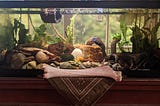 Care of the ‘Soul’: Raising a Betta Fish as Spiritual Practice