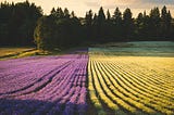 Flower field: purple on the left side, yellow on the right, with hight trees in the background