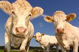 Debunking the methane myth: Why cows aren’t responsible for climate change