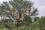 Connection with Nature! Are we losing it?