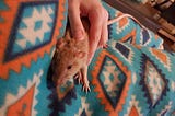 With a Rat on my Lap