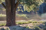 “the mississippi tree.”