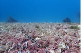 Rare coral-like algae, rhodoliths build habitat on the ocean floor