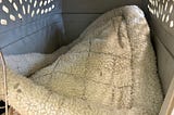 The photo shows the inside of a small dog crate. A striped blanket lies on the floor and a cat bed is pushed up in one corner. A cat is hiding under bedding.