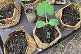 A tray of newspaper pots with a few plants poking out of them.