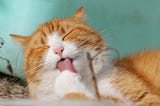 The Purrfect Companions: How Cats Bring Joy and Fulfillment to Our Lives