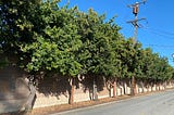 Mixed street trees