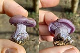 Mushroom Salt & Discovering the Wood Blewit