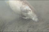 Swimming with manatees in Florida.