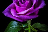 Beyond Resilience: How to Bloom in the Dark