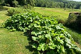 Update: The Experimental Manure Pile Pumpkin Patch-A Different Approach