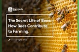 The Secret Life of Bees: How Bees Contribute to Farming.