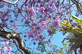 A view of pale mauve Jacaranda flowers with a clear blue sky behind