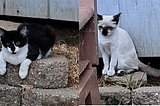 Outsmarted by Kittens