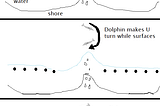 Cooperative foraging between artisanal fishermen and bottlenose dolphins
