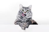 longhair gray kitten with beautiful big green eyes lying on white table.