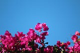 The Bougainville and the Rose 🌿🌹