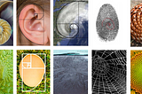 Examples of the golden ratio. 1. A snail shell, 2. the human ear, 3. a hurricane, 4. human fingerprint, 5. pine cone, 6. romanesca, 7. a chicken egg, 8. front on the hood of a car, 9. spiderweb, 10. sunflower