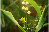 Magical, Lily of the Valley, Russian Federation