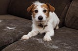 Fox Terriers - Facts on Shedding and Hypoallergenicity