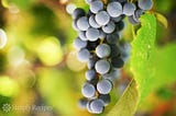 How Does Grape Juice Prevent Viral Gastroenteritis?