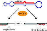 New SciDAP workflow: miRNA-seq analysis