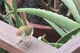 A tailorbird visiting my balcony garden.