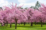 The Cherry Blossom Trees