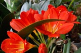 Clivia Miniata, commonly known as the Natal lily or Bush Lily