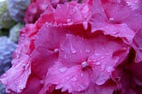 A close-up of pink hydrangeas with raindrops