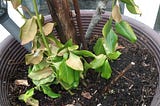 New shoots of euonymus in a winter container.