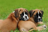 The Importance of Calcium in a Dog’s Diet: Benefits and Functions