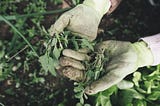 Sin and the Art of Flowerbed Maintenance
