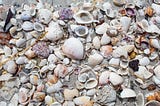 Beautiful Shells on the Beach Reminded Me of My Life
