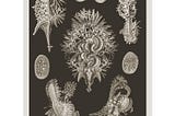 Making a Haeckel GAN