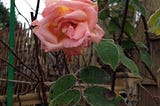 Tips and Tales for Organic Allotmenteers: January — Tend the Roses