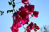 Close-up of bougainvillea.