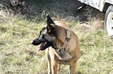 Have You Ever Heard Of A Belgium Malinois?