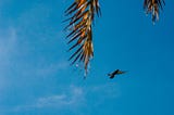 Seekor merpati yang sedang terbang, dengan langit biru serta dua dahan kelapa sebagai latar belakang.
