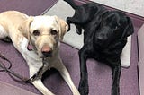 photo of two labs sitting next to each other. One yellow lab and one black