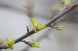 A tree branch shows the first sign of green spring leaves.