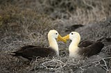 Albatross Leave Marriage for Hot Girl Summer