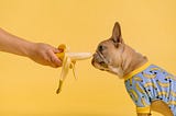 Person holding a banana in front of a dog