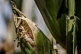 A Tale of Two Outbreaks: How a Regional Coordination Prevented a Desert Locust Catastrophe
