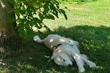 Golden Retriever rolling in the grass under a tree.